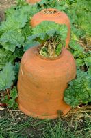 Rhubarb forcing using terracotta forcing pots