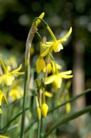 Narcissus 'Hawera' - closeup of flowers in spring