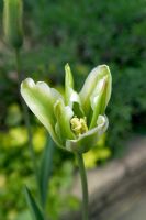 Tulipa viridiflora 'Deirdre' - Tulip