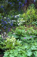 Spring border with Ceanothus 'Concha', Viburnum plicatum, Helleborus argustifolius, Phlomis russelliana and Geranium 'Kashmir Purple' 