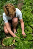 Woman picking Spinach 'Palco' 