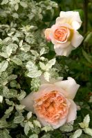 Rosa 'Evelyn' with Pittospermum 'Irene Patterson'