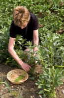 Woman picking Broad Beans - Vicia faba 'Green Windsor'