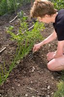 Woman hand weeding rows of Spring Onions 'White Lisbon' with small fork. Intercropped between small Gooseberry bushes