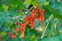 Ribes 'Laxtons No 1' - Redcurrant  
