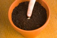 Child planting grapefruit seed in pot