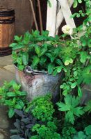 Mentha x piperita - Peppermint in old bucket container