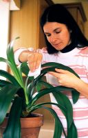 Washing Clivia leaves with sponge
