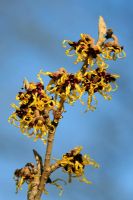 Hamamelis japonica 'Arborea' - Witch Hazel