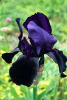 Iris germanica 'Deep Black'