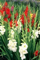 Gladiolus 'Mont Blanc' and 'Wind Song'