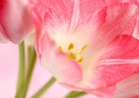 Bunch of Pink Tulips - Tulipa