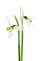 Snowdrops - Galanthus elwesii