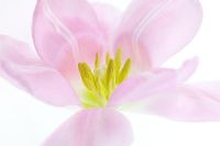 Close up of pink tulip - Tulipa