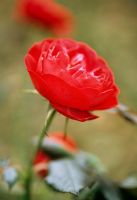 Rosa 'Korpeahn' - Floribunda Rose