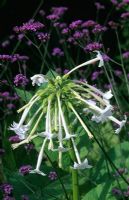 Nicotiana sylvestris - Flowering Tobacco backed by Verbena bonariensis 