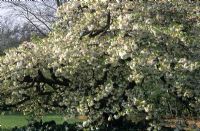 Prunus 'Mount Fuji' (syn 'Shirotae') - Flowering Cherry Tree