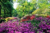 Rhododendrons and Azaleas in woodland garden at Isabella Plantation, Surrey. 