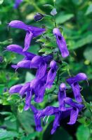 Salvia guaranitica 'Blue Enigma' (syn concolor)