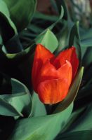 Tulipa praetens 'Fusilier' - Tulips