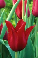 Tulipa 'Red Shine' - Tulips