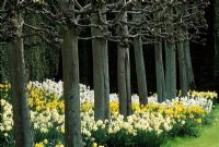 Pleached Tilia - Lime underplanted with mixed Naricssus - Daffodils at Bradenham Hall