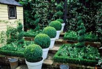 Box topiary spheres and spirals in pots in garden