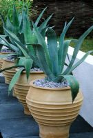 Line of terracotta containers planted with Agave.