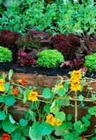 Raised beds with vegetables, Lettuce and Tropaeolum - Nasturtiums at Chelsea FS 2001