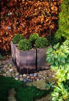 Square containers with spherical Buxus - Box backed by autumnal Fagus - Beech hedge