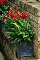 Lead container on brick ledge with Ferns and Nicotiana in June