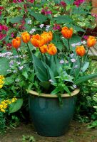 Spring container with Tulipa 'Prinses Irene' and Myosotis