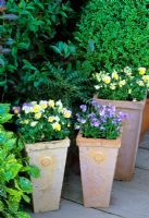Violas in Terracotta containers