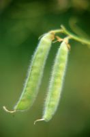 Lathyrus - Sweet Pea seed pods