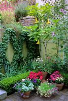 Group of summer containers with Brugmansia - Datura in courtyard garden in San Francisco, USA. 