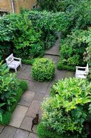 Small town garden with lush foliage planting in box edged borders, Yorkstone paving and chairs