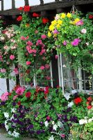 Window box and hanging baskets with Helichrysum, Petunia, Pelargonium and Begonia in summer