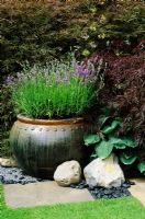 Glazed container with Lavandula - Lavender in The Leisure Garden at Hampton Court FS 
