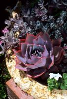Container with Echeveria 'Afterglow'