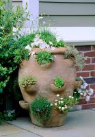Terracotta strawberry planter with Lewisias and herbs in Boston, USA