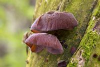 Auricularia auricula-judae - Jelly Ear fungus on Elder in woodland