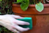 Wiping a plant pot with scented disinfectant to deter tom cats from spraying urine