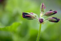 Pelargonium 'Lord Bute' buds