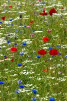 Flower meadow at busy roundabout 