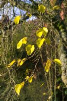 Morus nigra - Mulberry in autumn