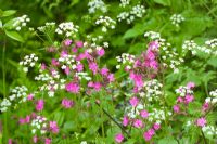 Silene dioica - Red Campion with Cow Parsley