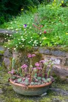 Pot of Sempervivums - House Leeks at The Old Cornmill, Herefordshire 