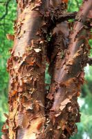 Acer griseum - Paper Bark Maple 