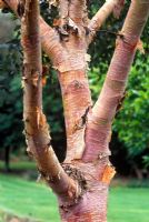 Betula utilis - Himalayan Birch 