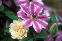 Clematis 'Nelly Moser' with Rosa 'Madame Alfred Carriere' 